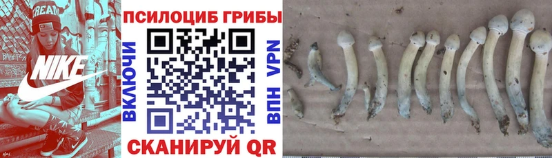 дарнет шоп Галич Псилоцибиновые грибы мицелий